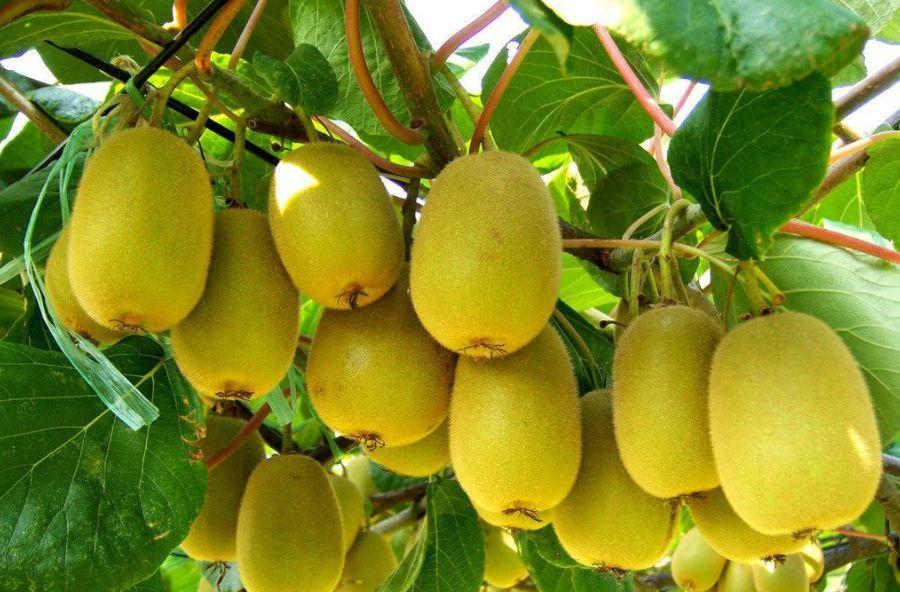 bio-organic Co., kiwi Ltd Chemical Stock to - to Huaqiang How fertilizer apply Group fruit