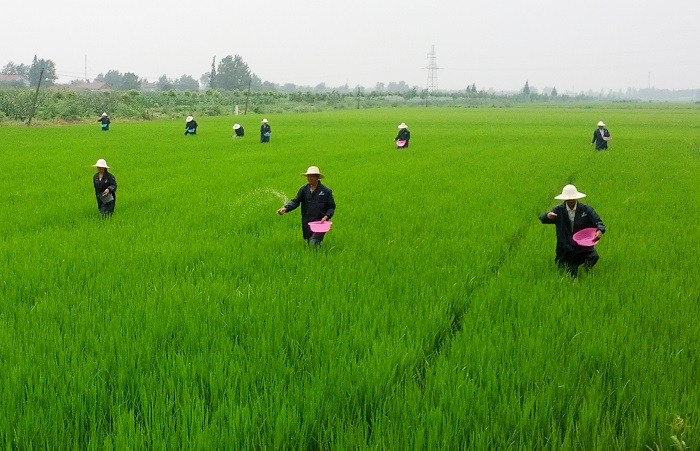 播撒华强复合肥现场.jpg